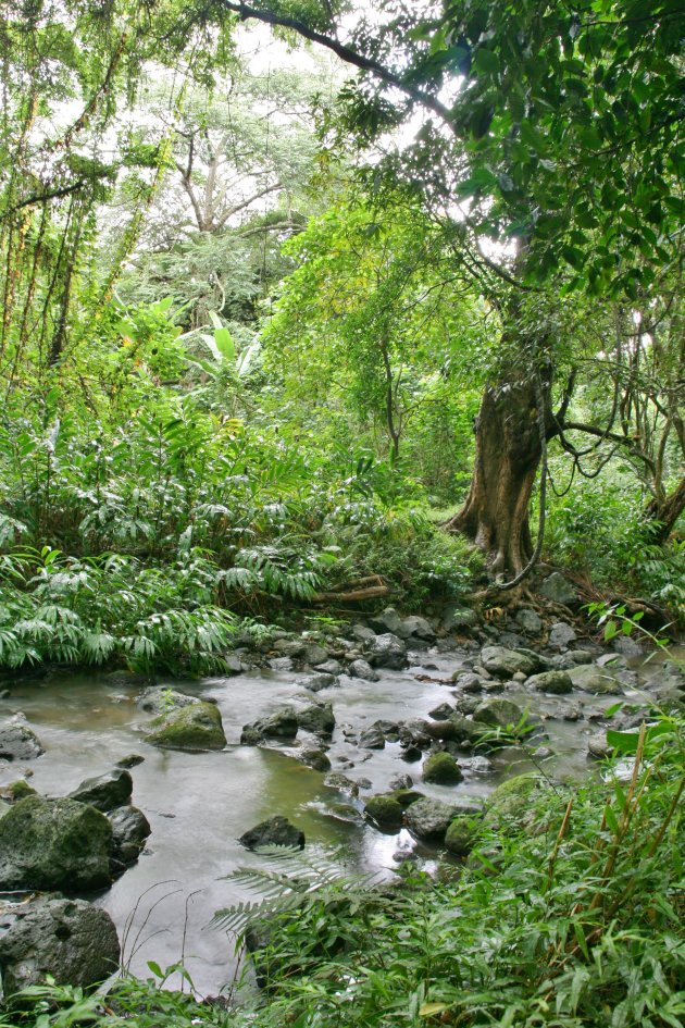 Jungle Stream