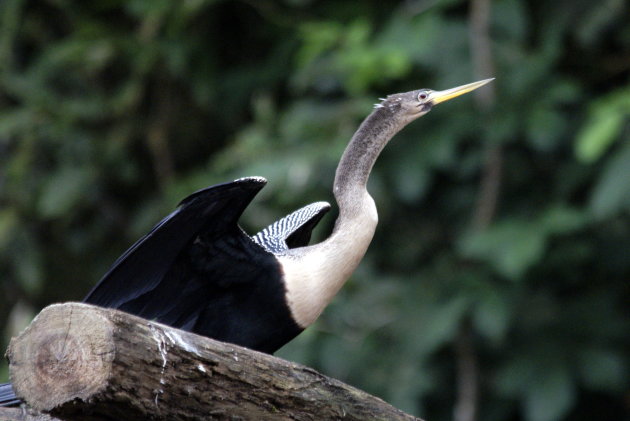 Slangehalsvogel.