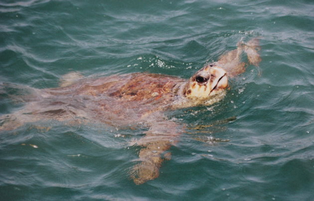 Caretta-Caretta