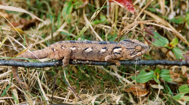 Furcifer pardalis