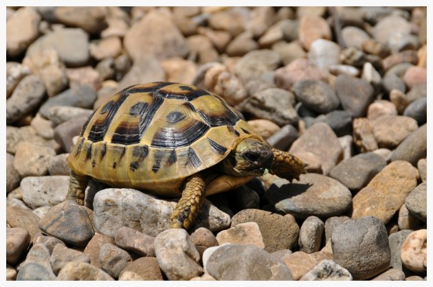 Schildpadje bij het Prespa meer