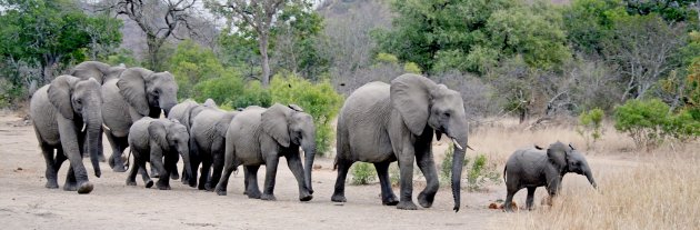 Kudde olifanten