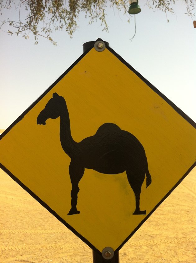 Pas op loslopende kamelen!