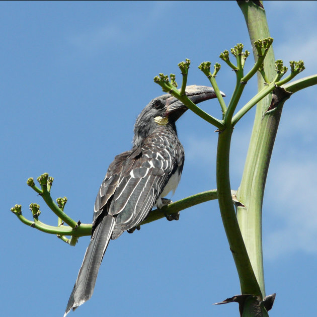 Tockus nasutus