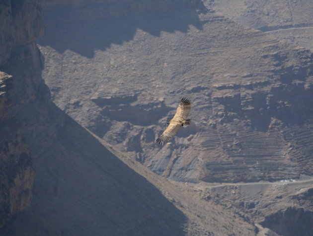 Vale gier boven de kloof