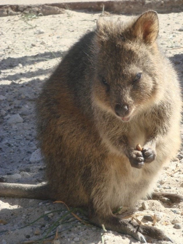 Quokka op Rottnest Island!