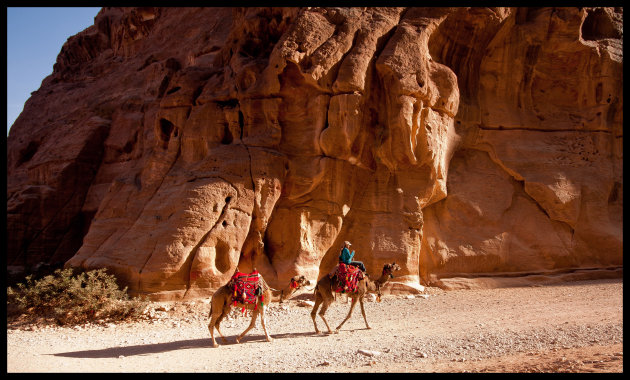 Camels on the Road