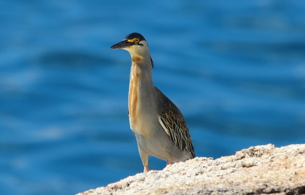 Heron Lake Malawi