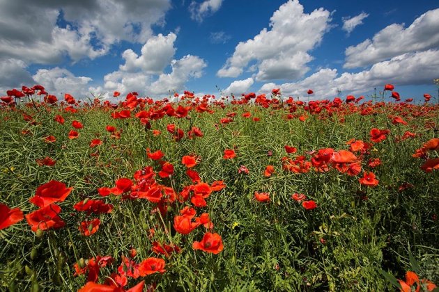 Poppy Field