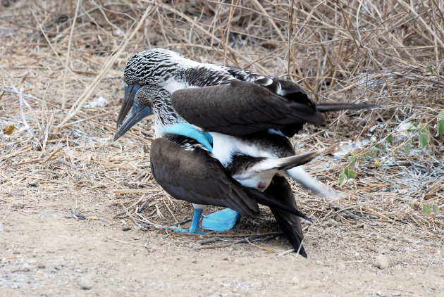 Blauwvoetgent of  Blue-footed Booby  