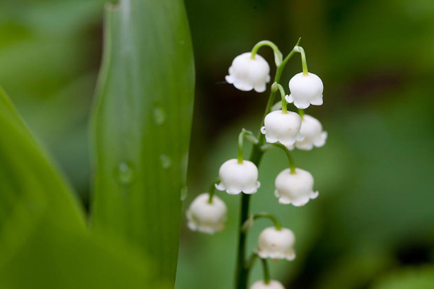 Lily of the Valley