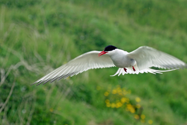 Vliegende Noorse stern op de Farne Islands