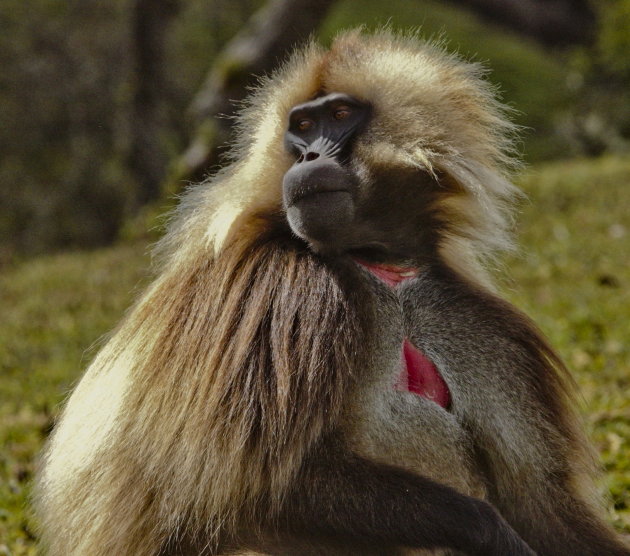 Gelada baboon