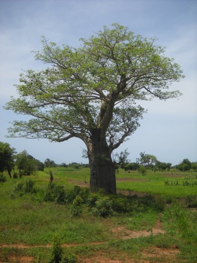 Baobab