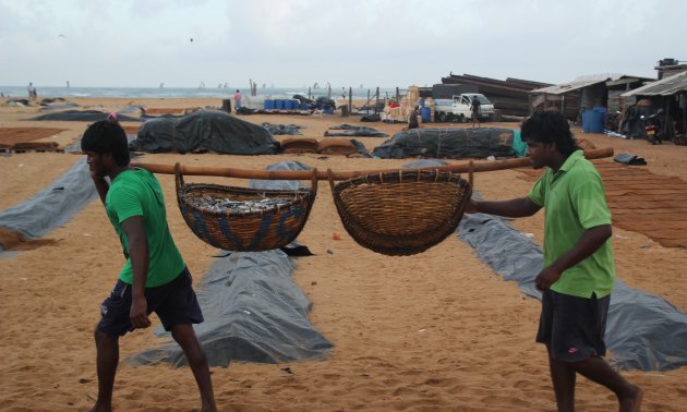 Visvervoer Negombo