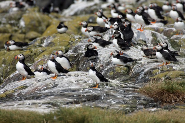 Papegaaiduikers op Steple Island