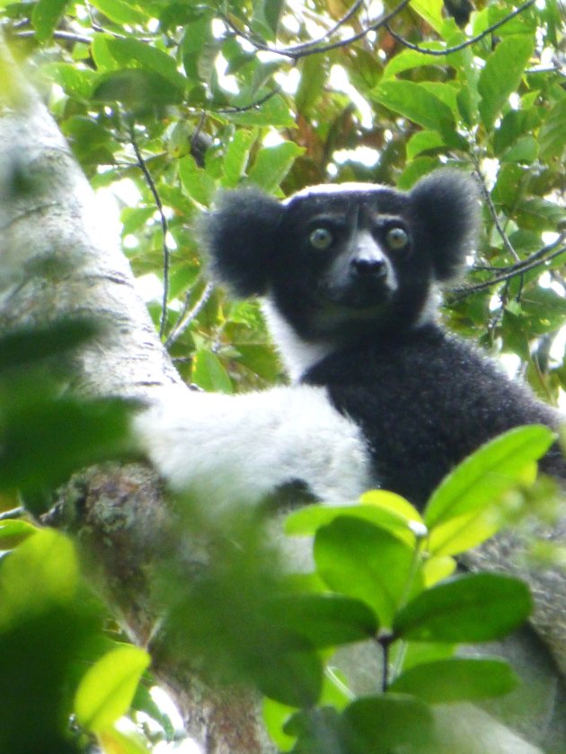 Indri