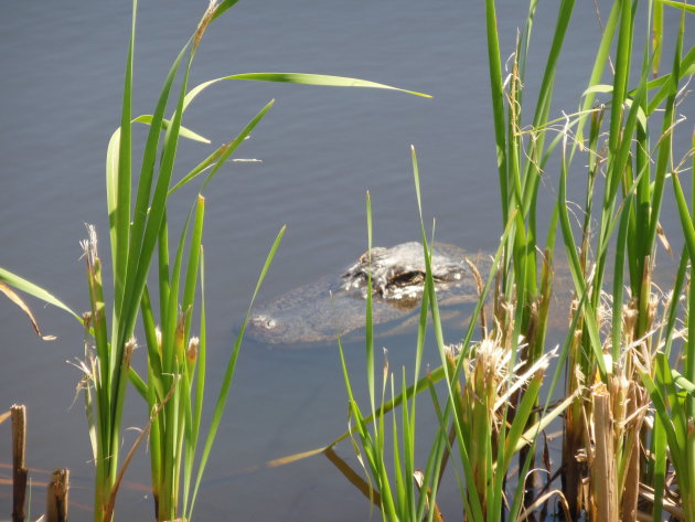 Stiekeme alligator