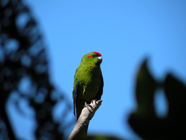 Kakariki (Cyanoramphus novaezelandiae) 