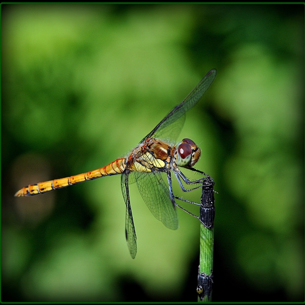 '397878' door Hansdewildt