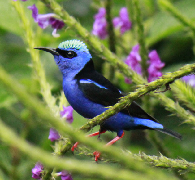 Blauwe suikervogel