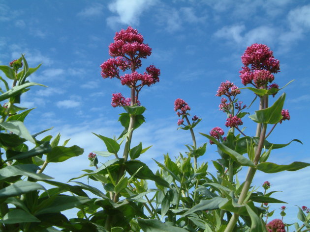 wilde bloemen