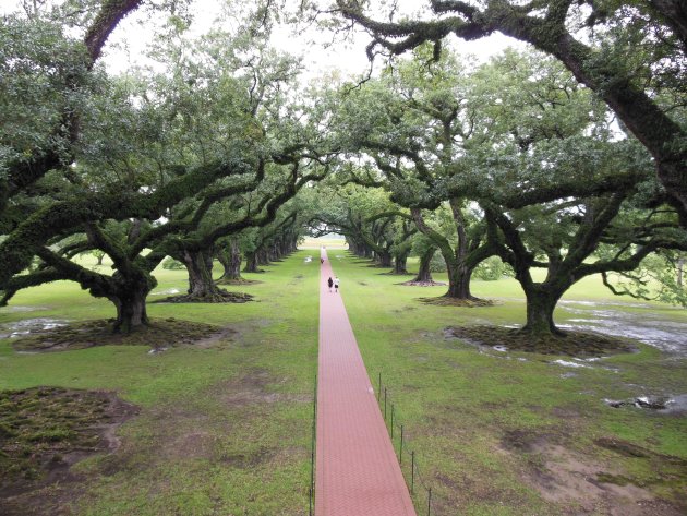 Het pad van Oak Alley die naar de Mississippi leidt