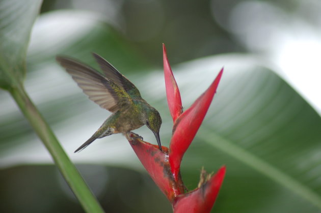 Kolibri, Puerto Viejo de Sarapiqui