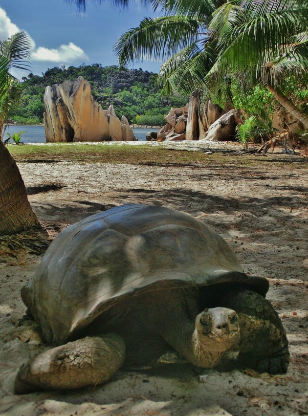 De grote landschildpadden van de Seychellen