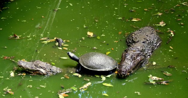 Schildpad op kaaiman