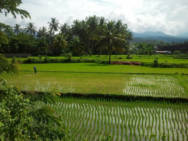 Oneindige rijstvelden 