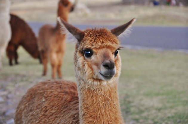 Alpaca 