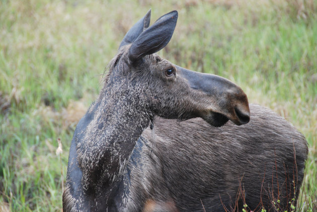Eland in Algonquin Provincial Park