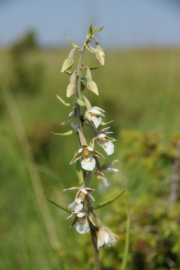 Moeraswespenorchis