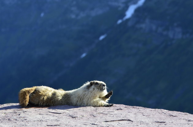 Gegroet, Marmot!