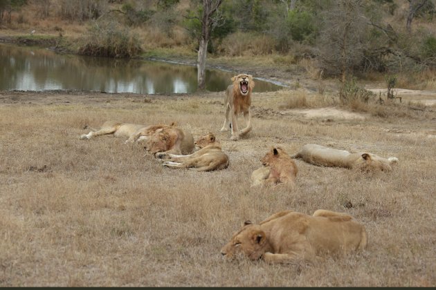 Roedel leeuwen