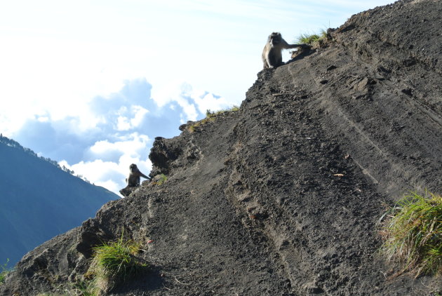 Apen tijdens Rinjani Trekking