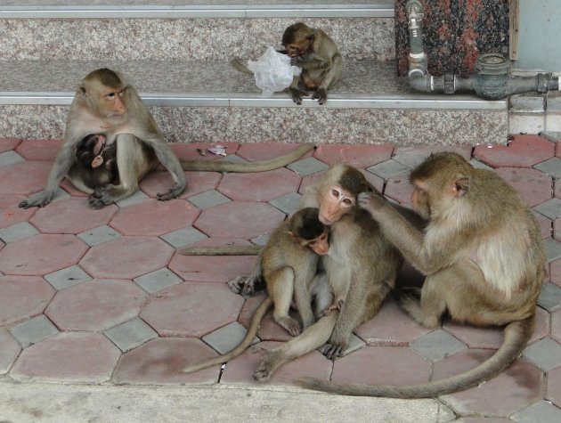 apenfamilie op de stoep