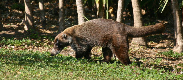 Coati