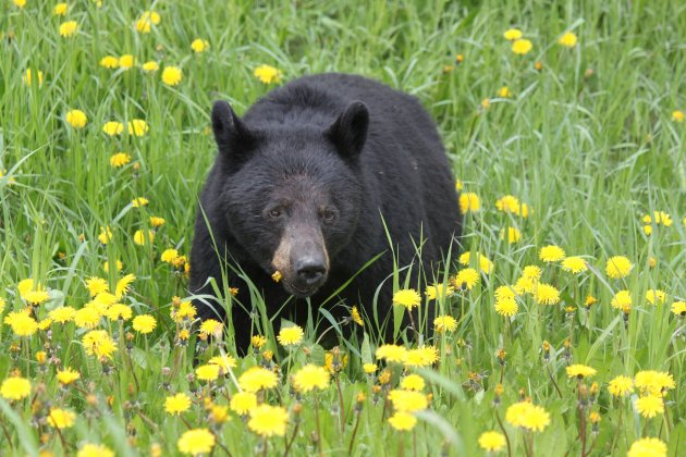 Beer aan paardenbloemenmaaltijd