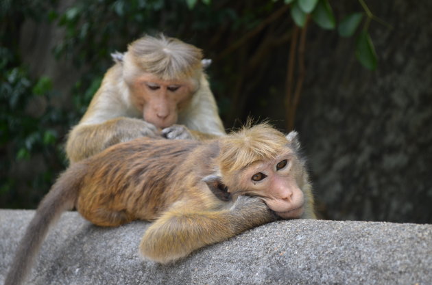 Vlooiende makaken