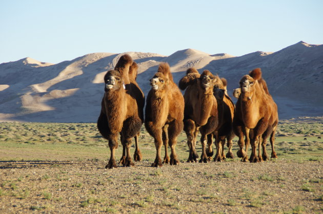 Kamelen bij de fluitende zandduinen in de Gobi Dessert