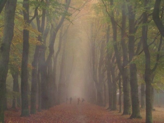 Spook in het bos