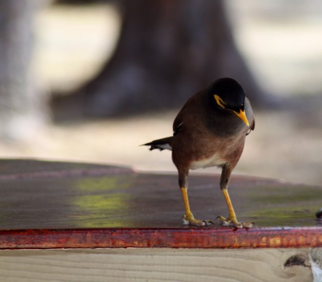 Common Myna vogel 