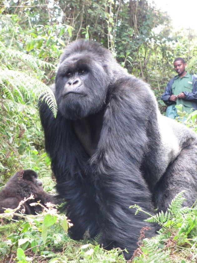 Gorilla trecking