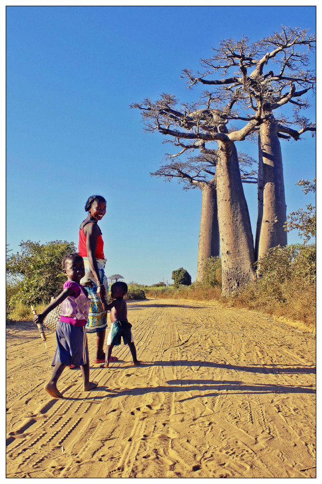 Drie Baobabs