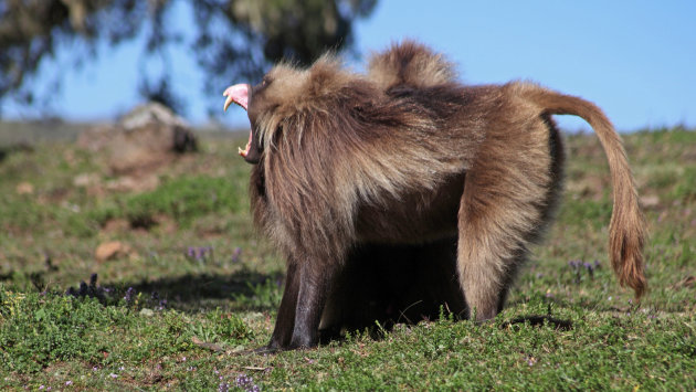 Gelada baboon