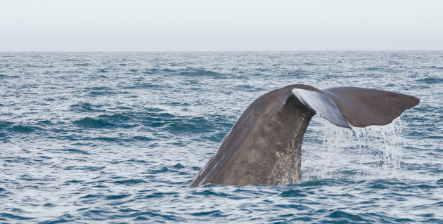 Potvis in Kaikoura