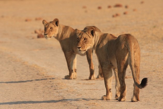 overstekend wild