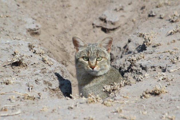 African Wildcat